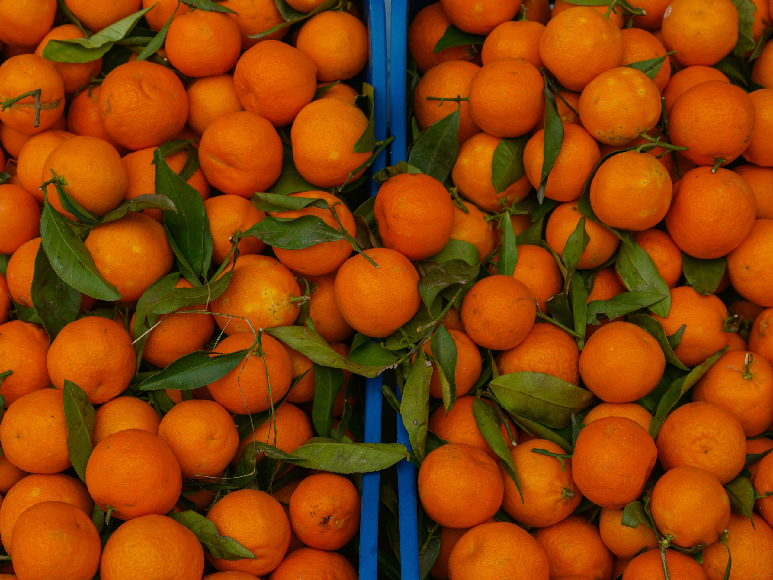 Morocco Emerges as a Significant Mandarin Supplier to Russia