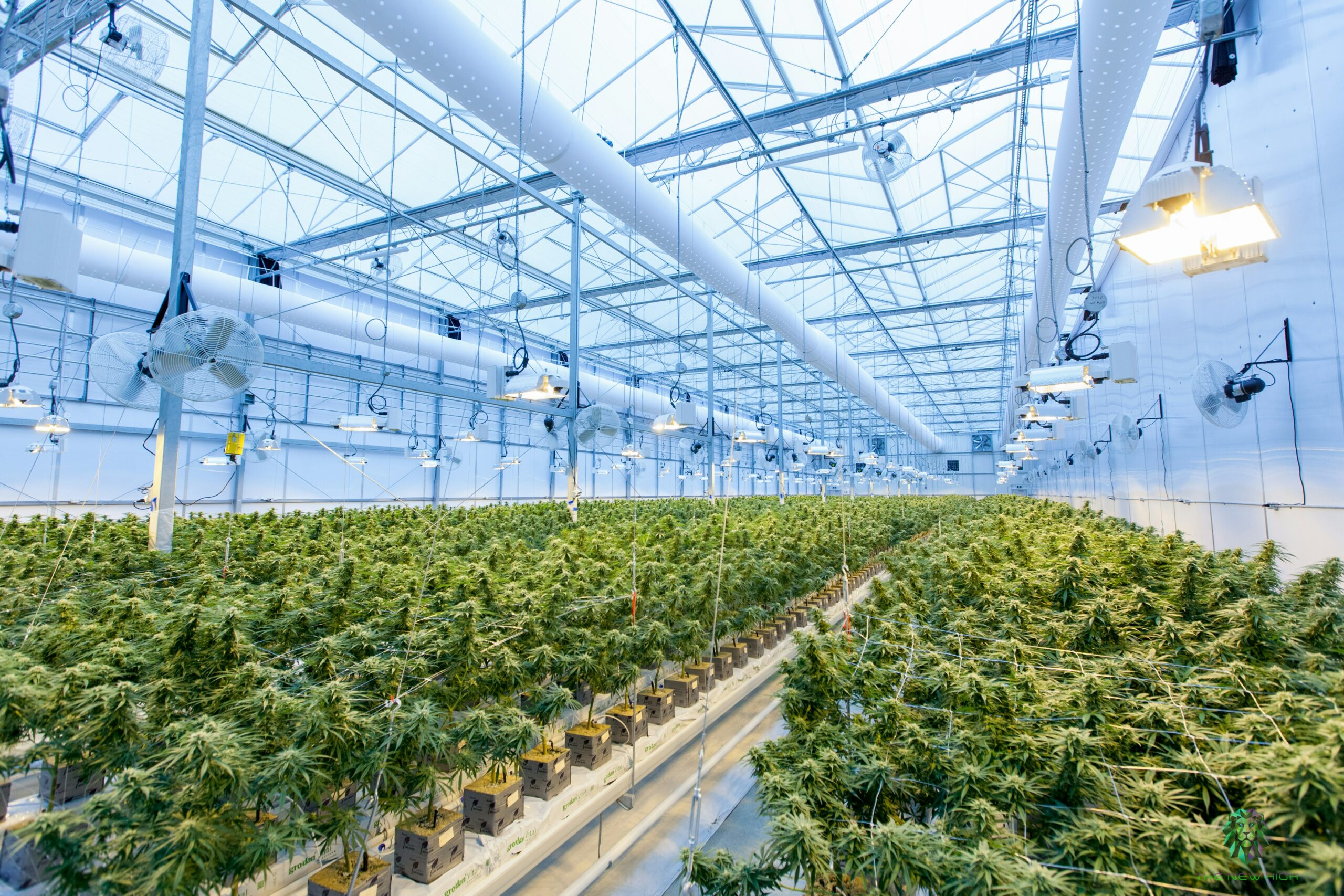 Morocco Sets Regulatory Path for Cannabis-Derived Pharmaceuticals