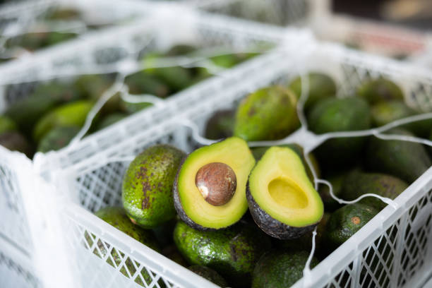 Morocco's Avocado Sees Growth and Challenges Amid Record Export Figures