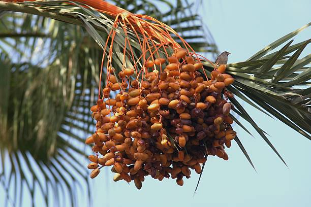 Navigating Challenges: Moroccan Date Production Adopts To Changing Dynamics