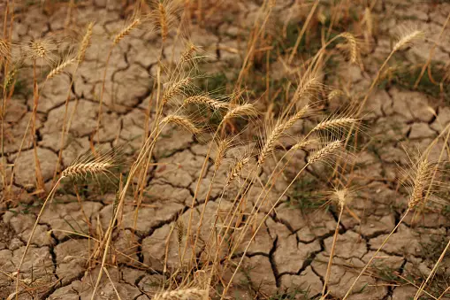 Prolonged Drought Threatens Morocco's Grain Production, Prompting Increased Imports