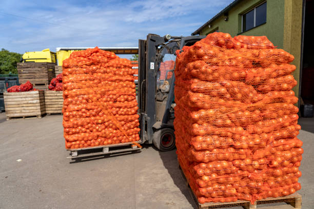 Morocco Dominates EU Vegetable and Fruit Exports: A Leading Force in Agricultural Trade