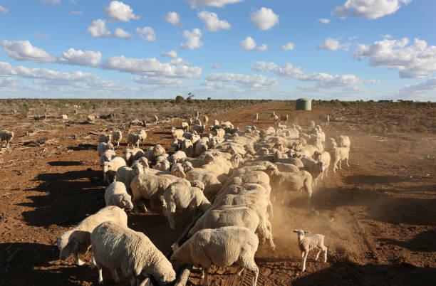 Moroccan Livestock Sector Faces Challenges Amid Prolonged Drought and Water Scarcity