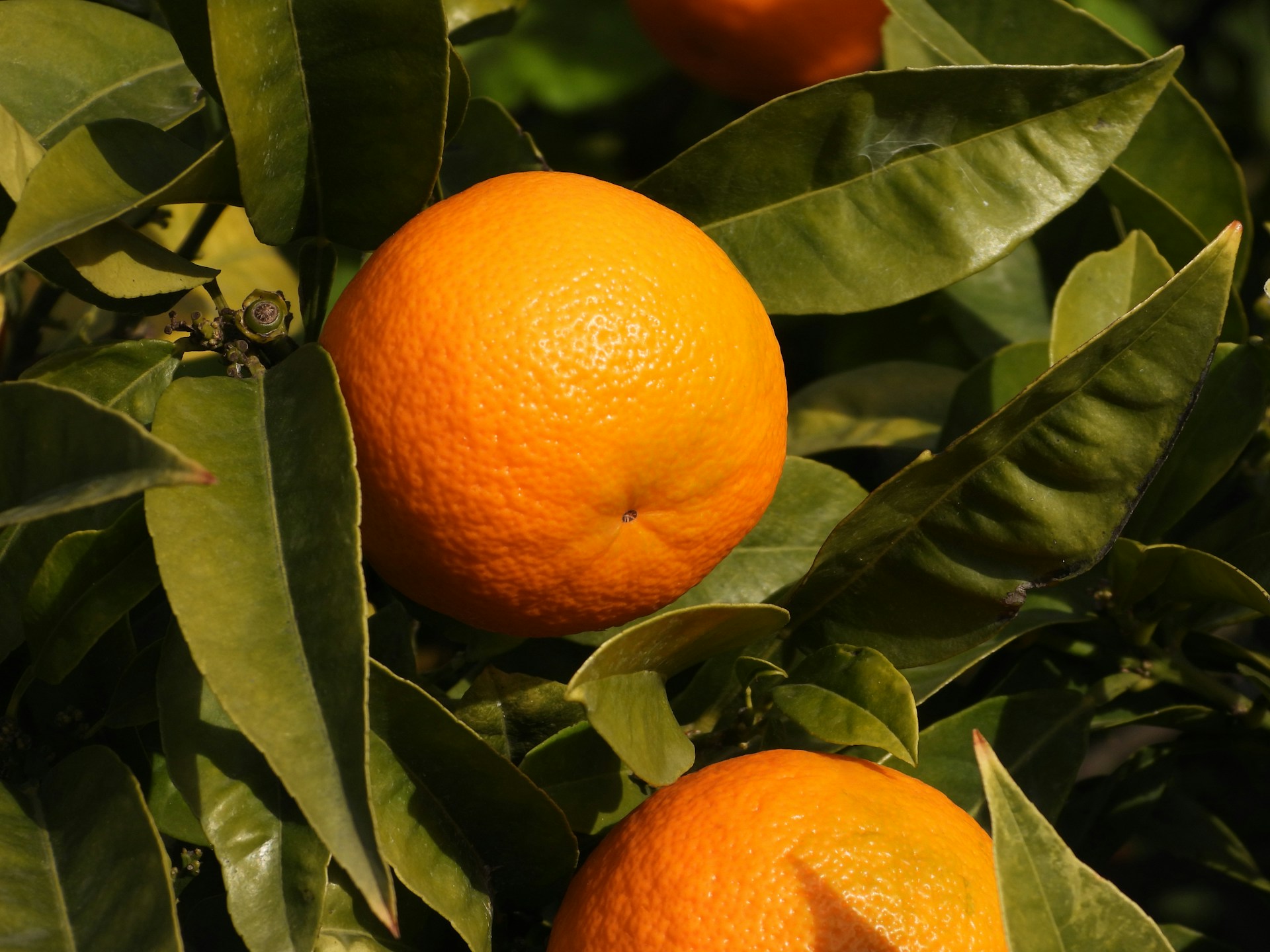 Morocco and Brazil strengthen agricultural ties with citrus fruit agreement