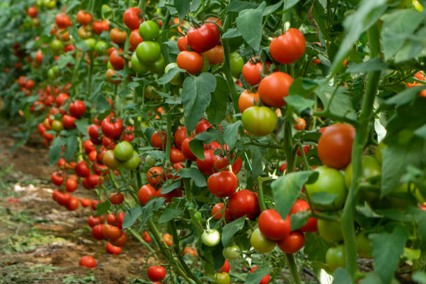 Spanish Tomato Producers Capitalize on Ramadan, Moroccan Competition Declines