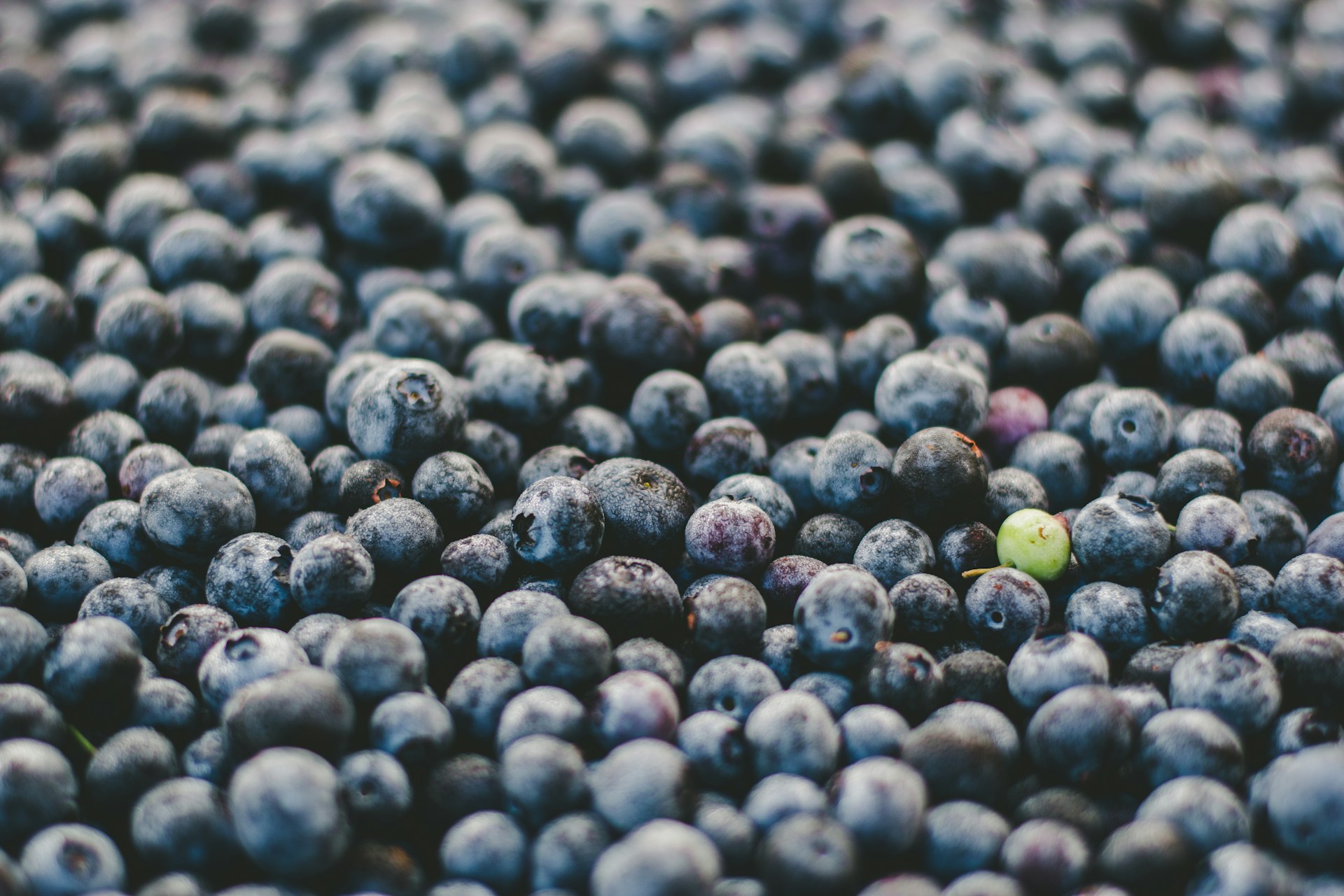 Morocco's Blueberry Boom: From Obscurity to Global Export Leader