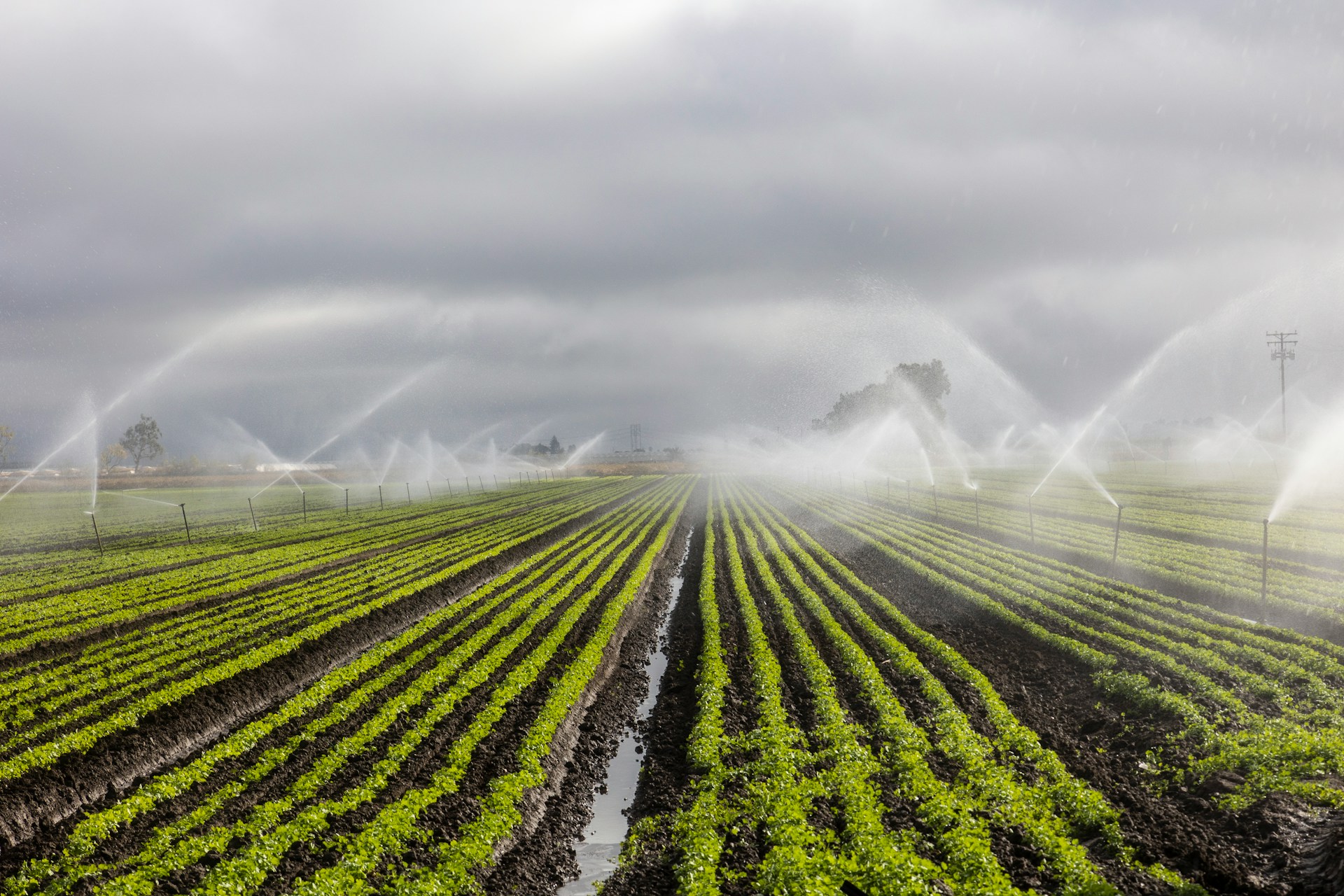 Strengthening food and water security: Morocco's strategies and FAO partnership