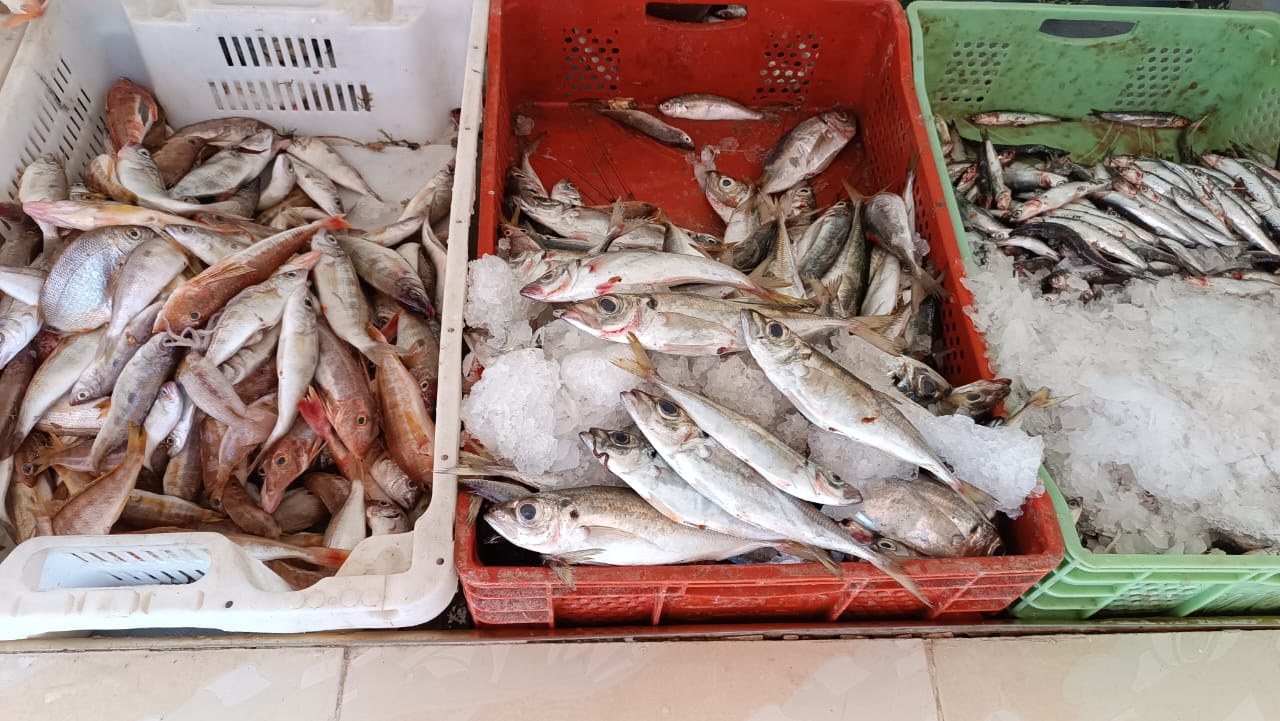 Morocco's fishing sector: Economic growth amidst production variations