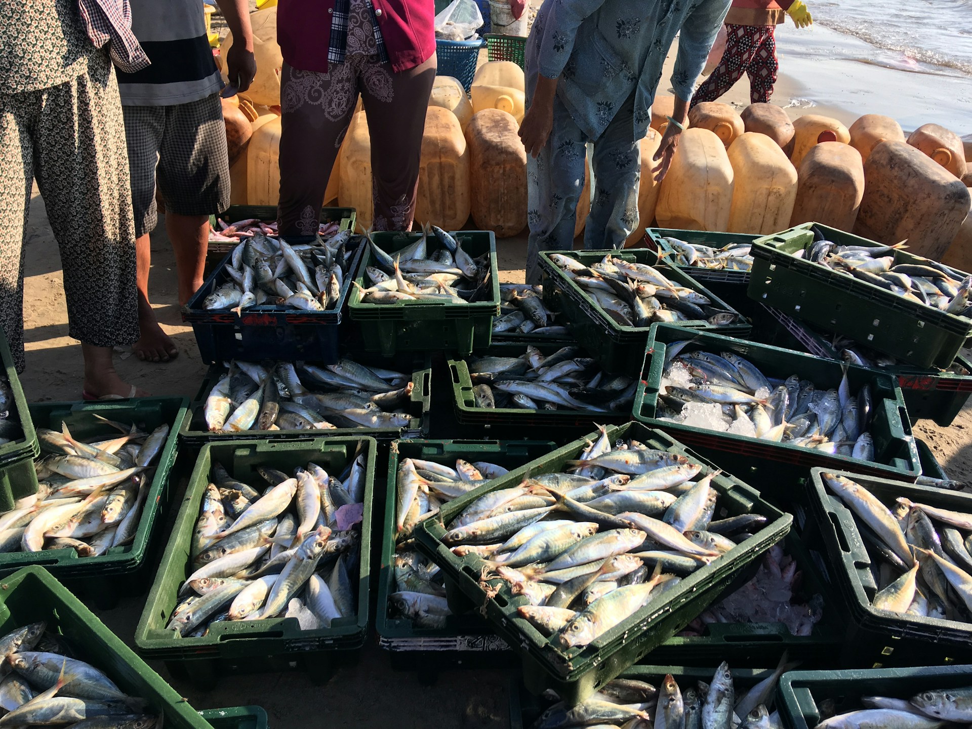 Morocco's fishing sector: resilient amidst market changes