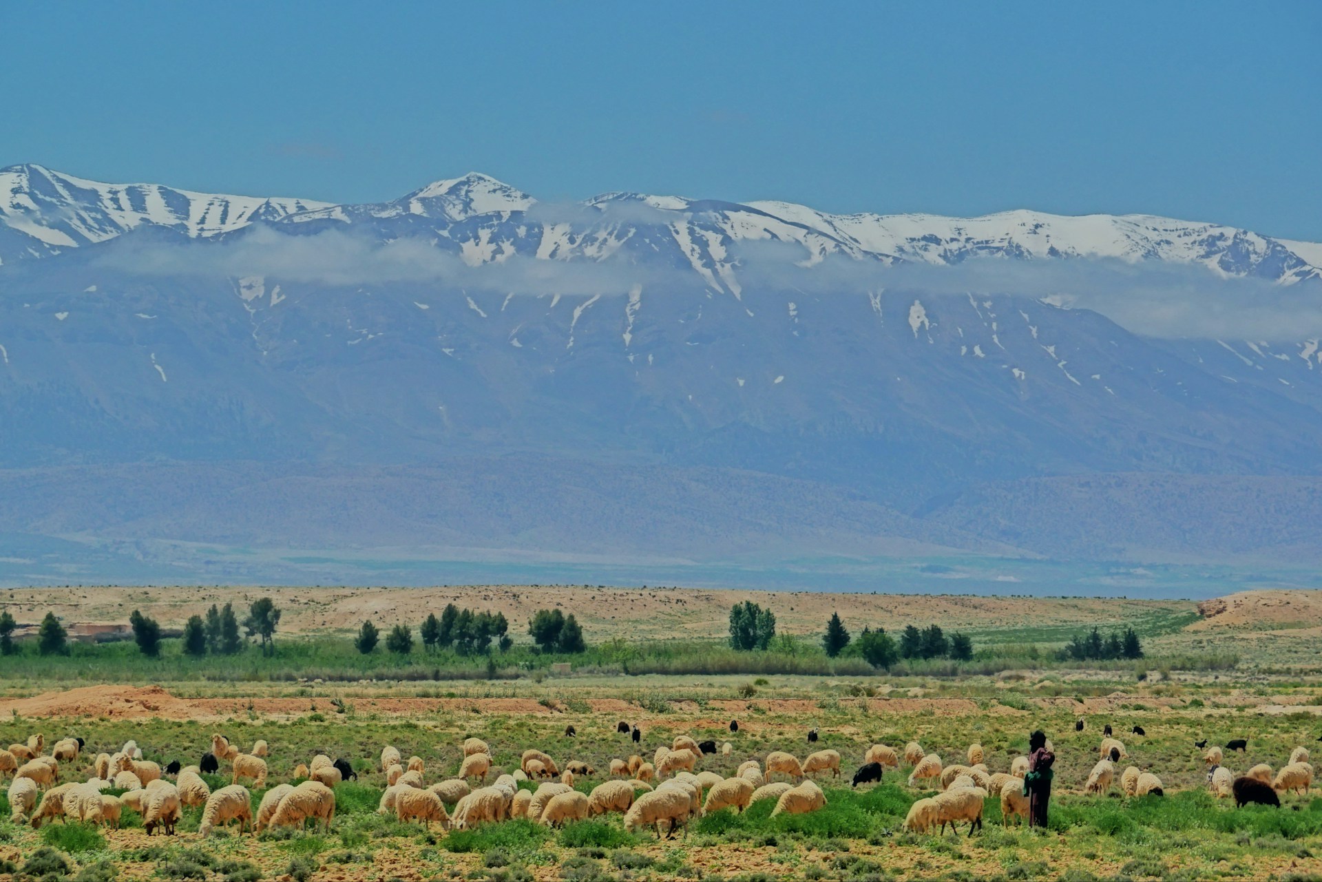 Anticipate a significant rise in livestock prices as Aïd Al Adha approaches.