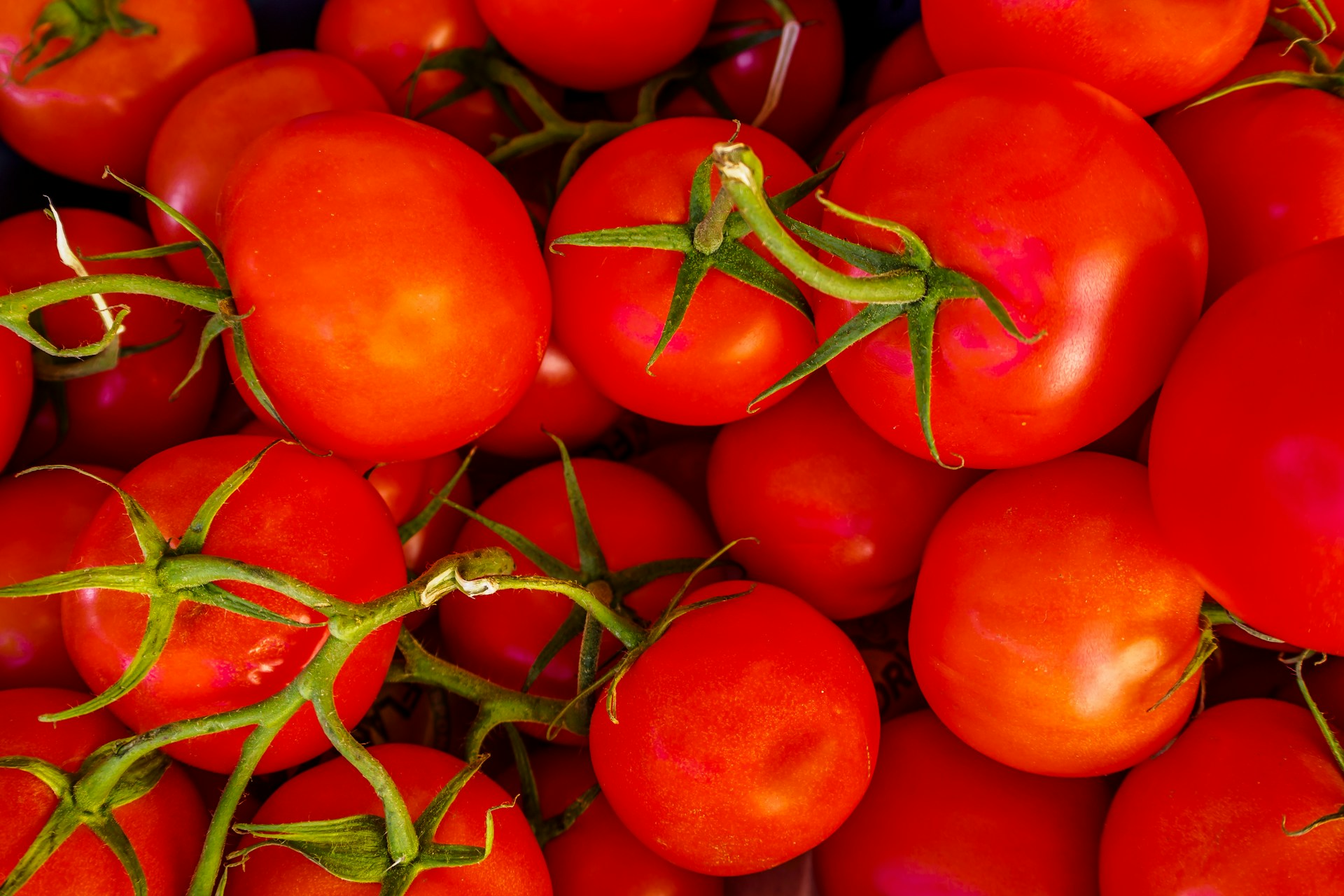 British demands to halt customs duties on tomatoes imported from Morocco