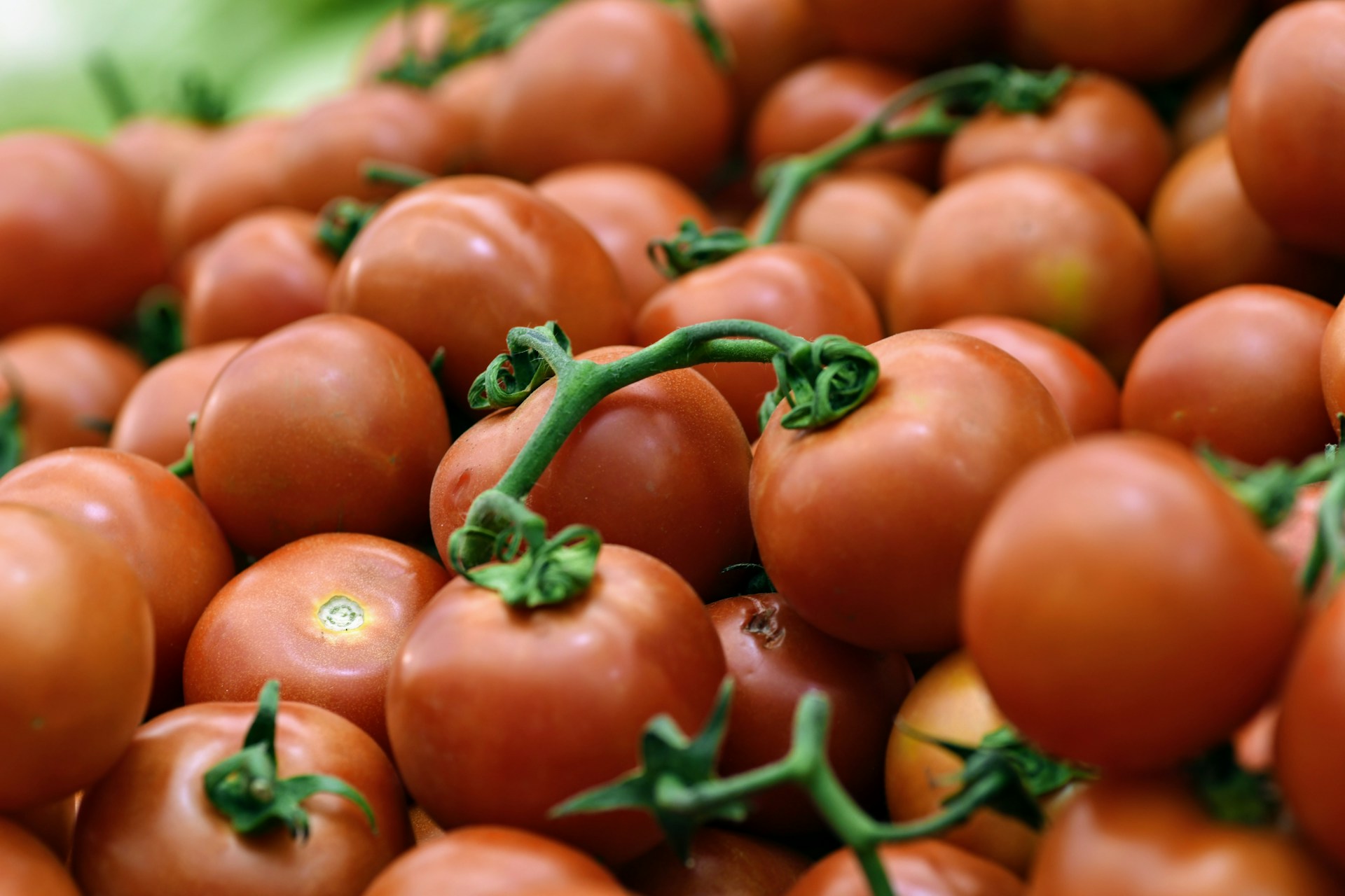 Surge in Moroccan tomato exports to Spain and Europe amid market shifts