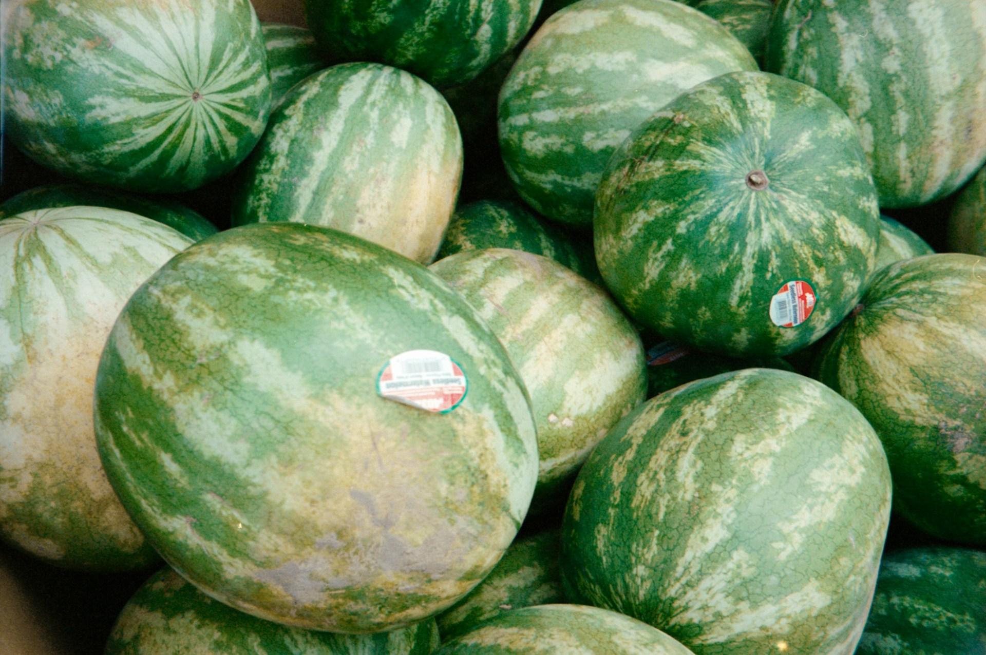 Watermelon prices surge in Moroccan markets amid regulatory restrictions: Balancing supply and demand