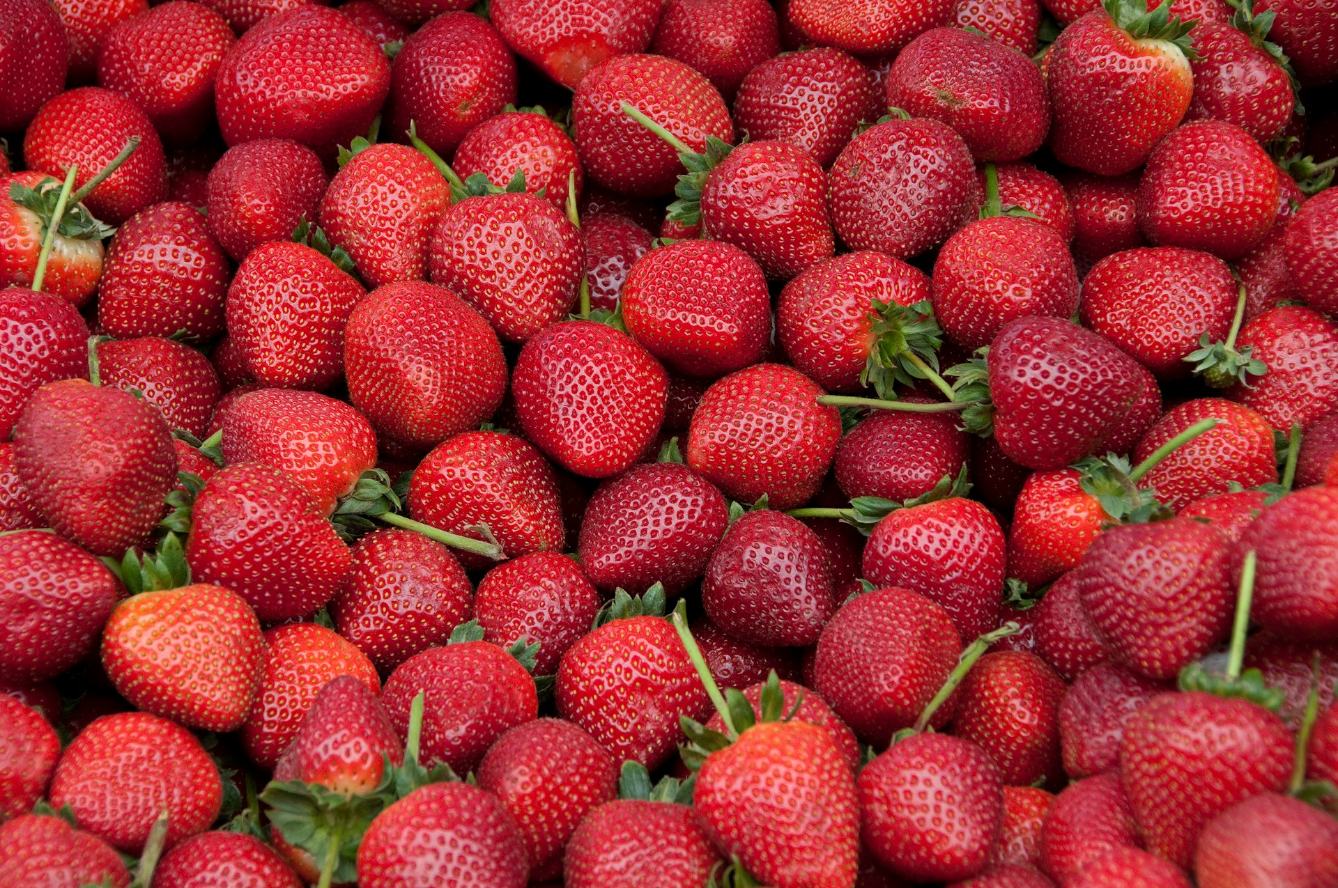 Morocco maintains top-tier status in global strawberry production despite export challenges