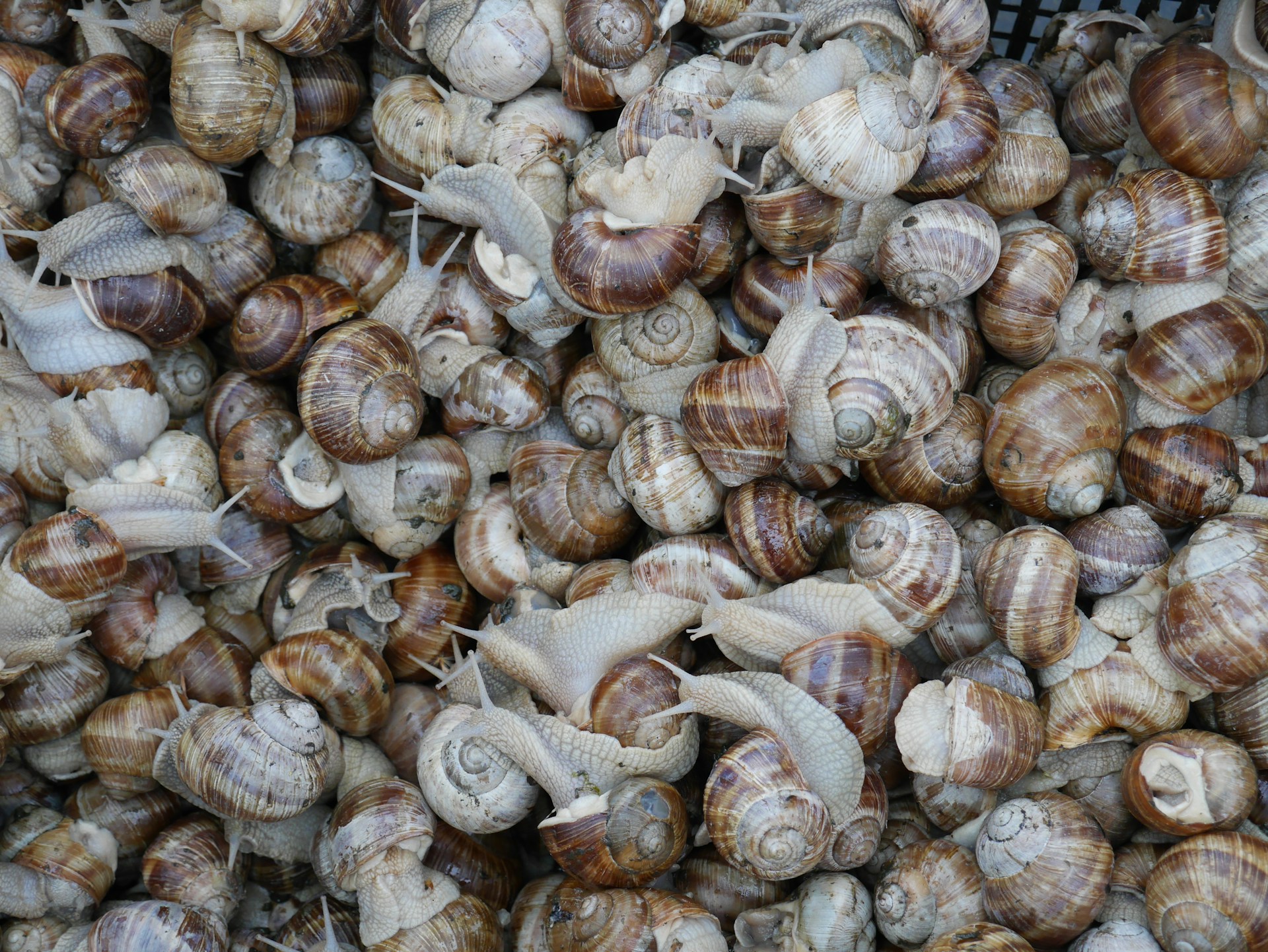 Moroccan snails: a booming export to Andalusia, Spain