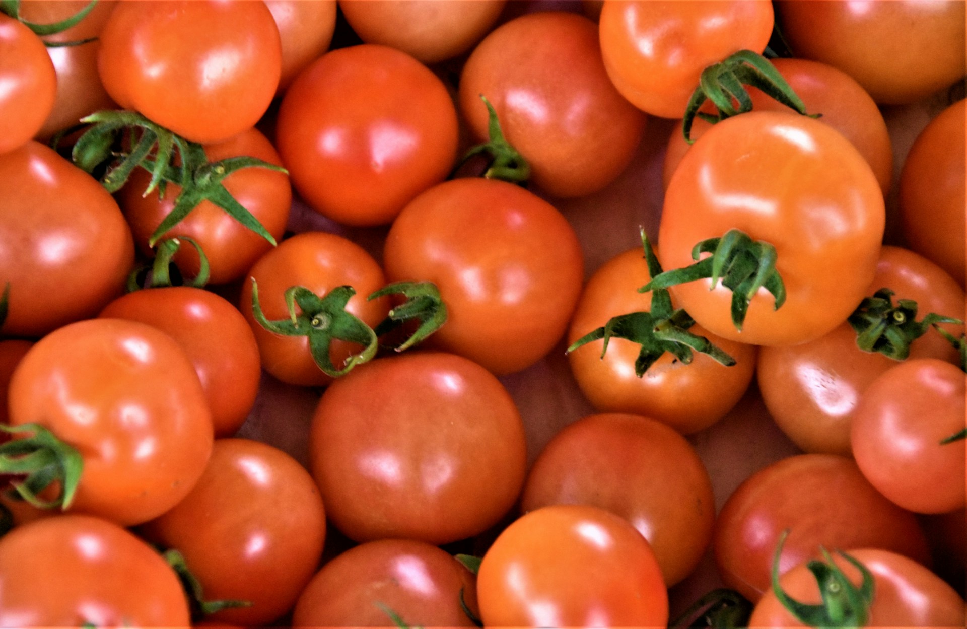 Moroccan tomato exports navigate challenges, show resilience in 2023 and 2024