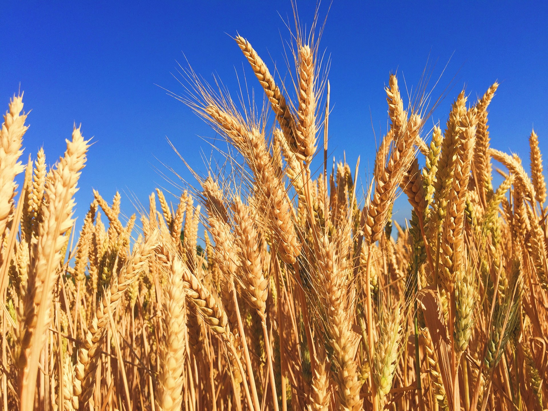 Drought challenges Morocco’s grain harvest: government measures to mitigate impact