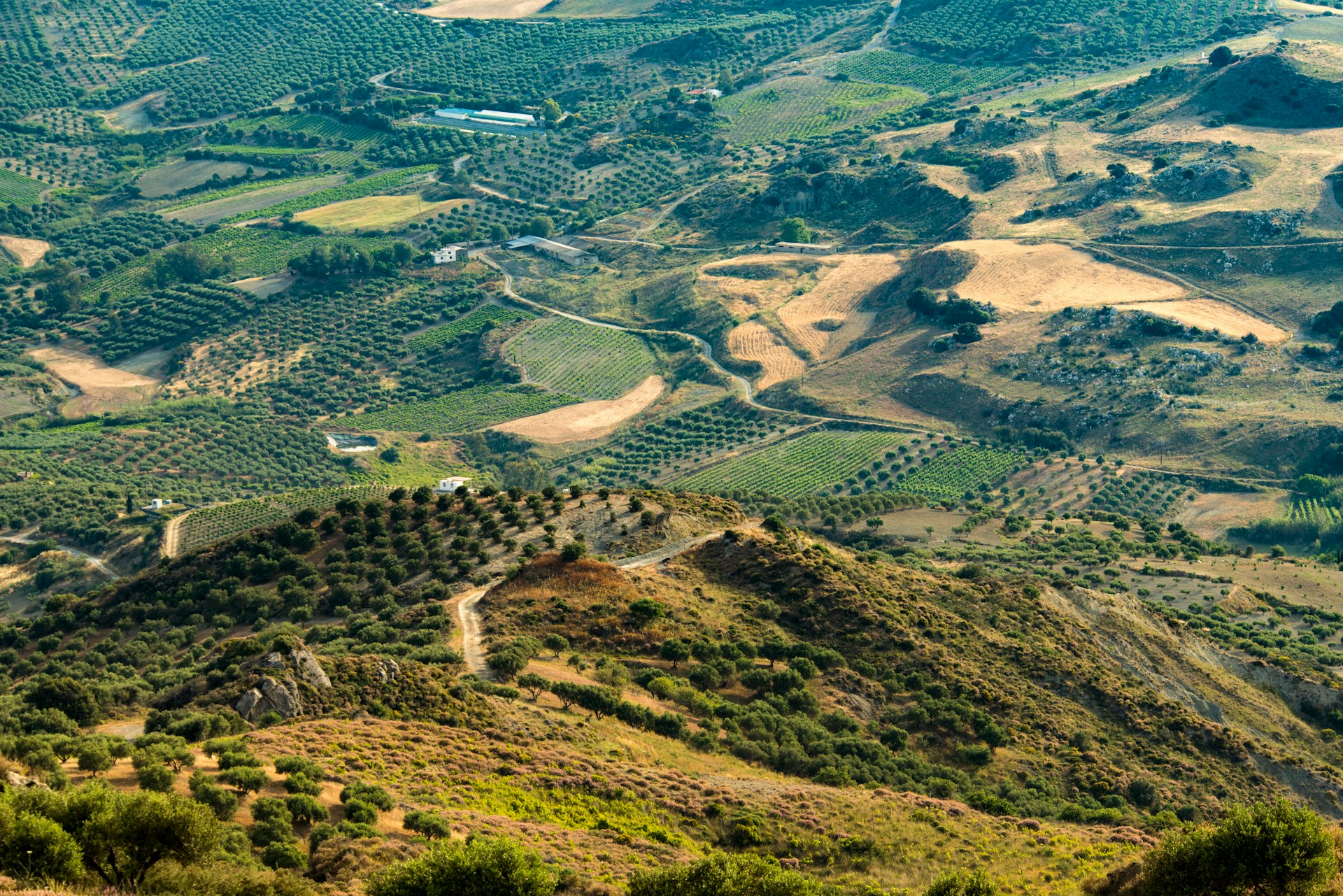 Transforming Moroccan agriculture: Achievements under the Green Morocco Plan