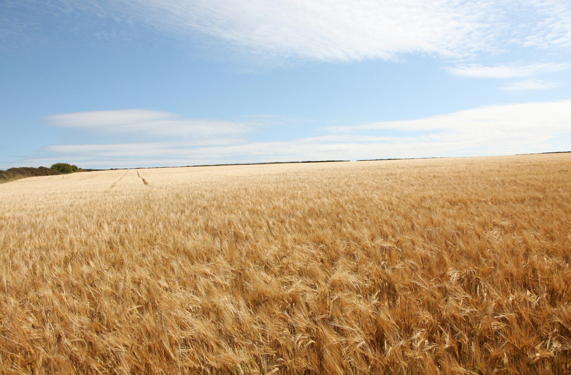 Morocco capitalizes on global grain price drop to boost wheat imports