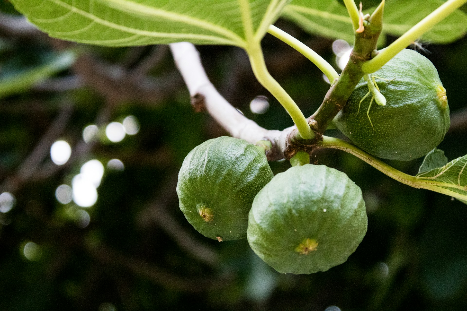 Morocco expands fig production with focus on drought-resistant varieties