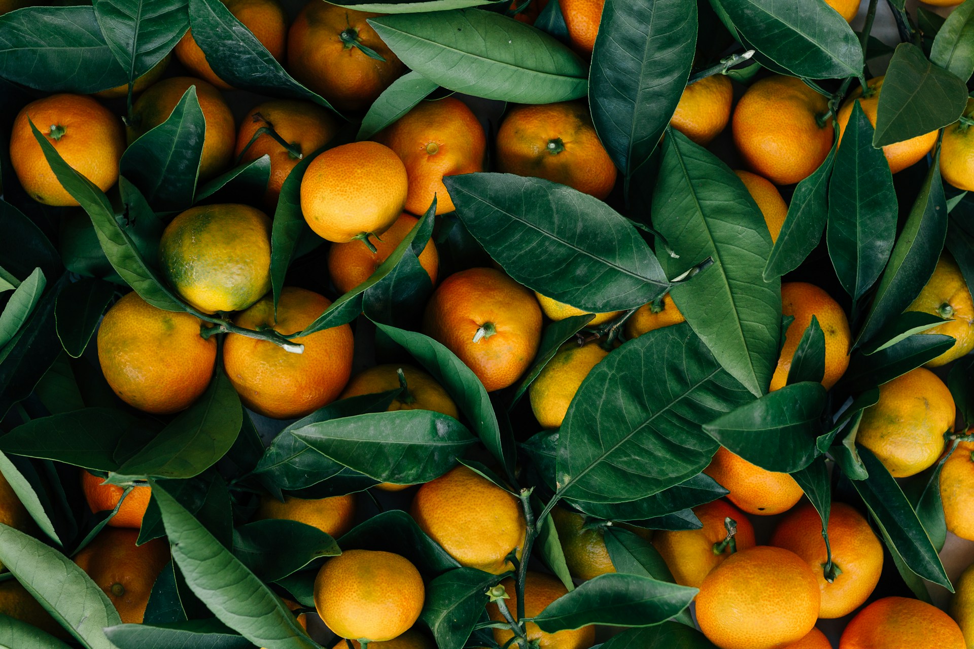  USDA FAS report highlights decline in Moroccan citrus exports amid rising costs and competition