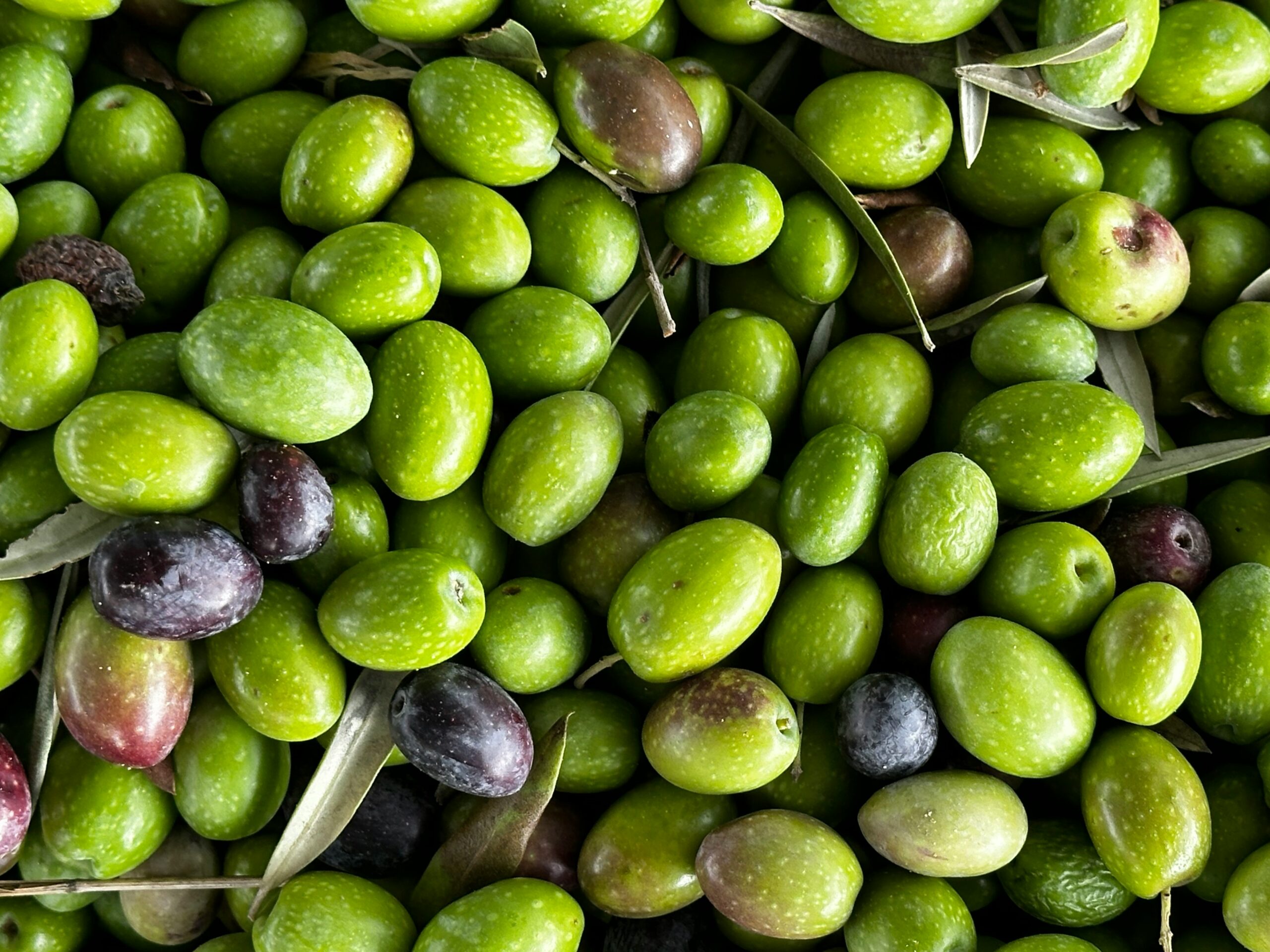 Morocco’s olive harvest faces severe decline due to persistent drought