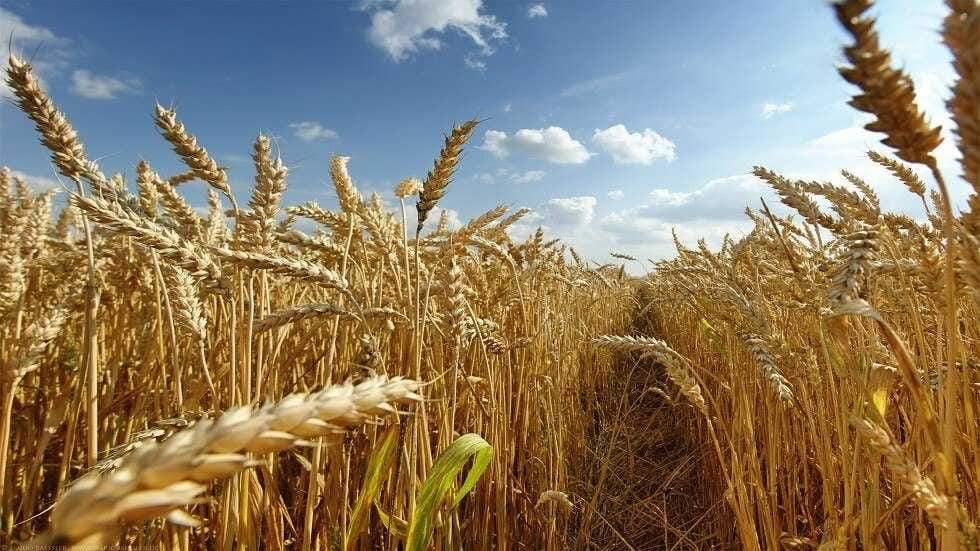 Morocco’s wheat imports surge as Russia overtakes France