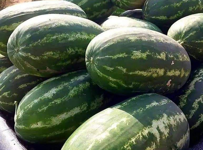 Significant decline in watermelon exports to Europe: A look into Morocco's watermelon trade in 2024