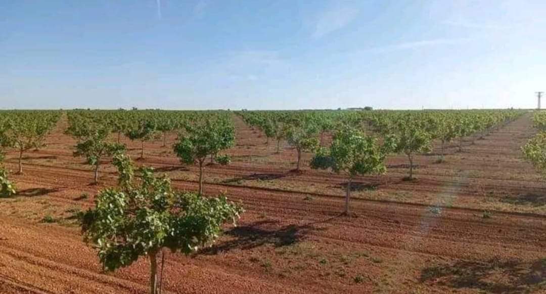 Moroccan government unveils urgent measures to revitalize agricultural sector amid ongoing drought