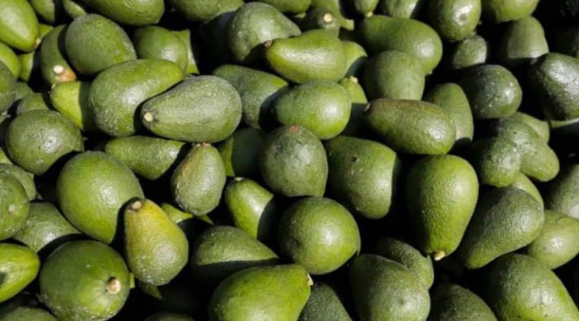 Avocado production in Morocco: A booming sector faces water scarcity challenges