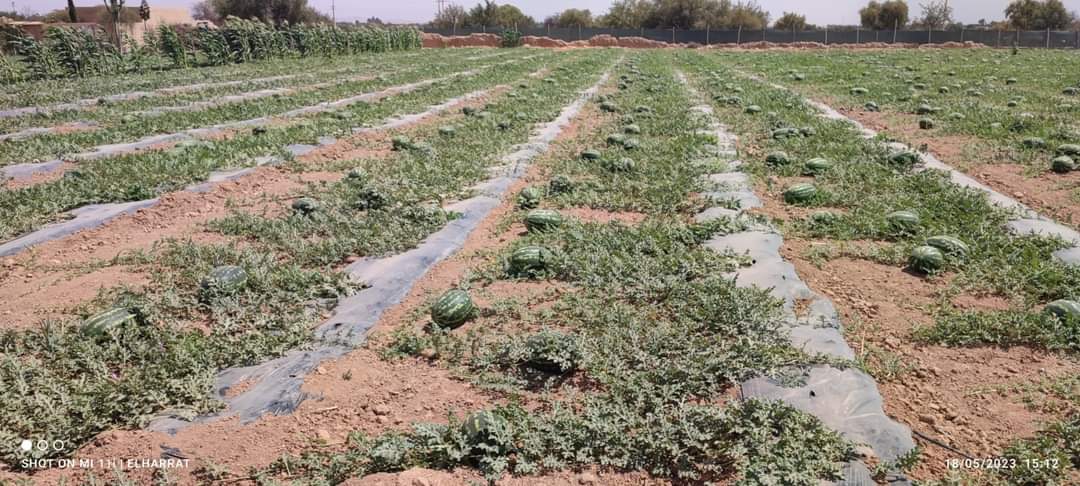 Moroccan watermelon exports face challenges amidst drought, yet maintain competitive position in EU market