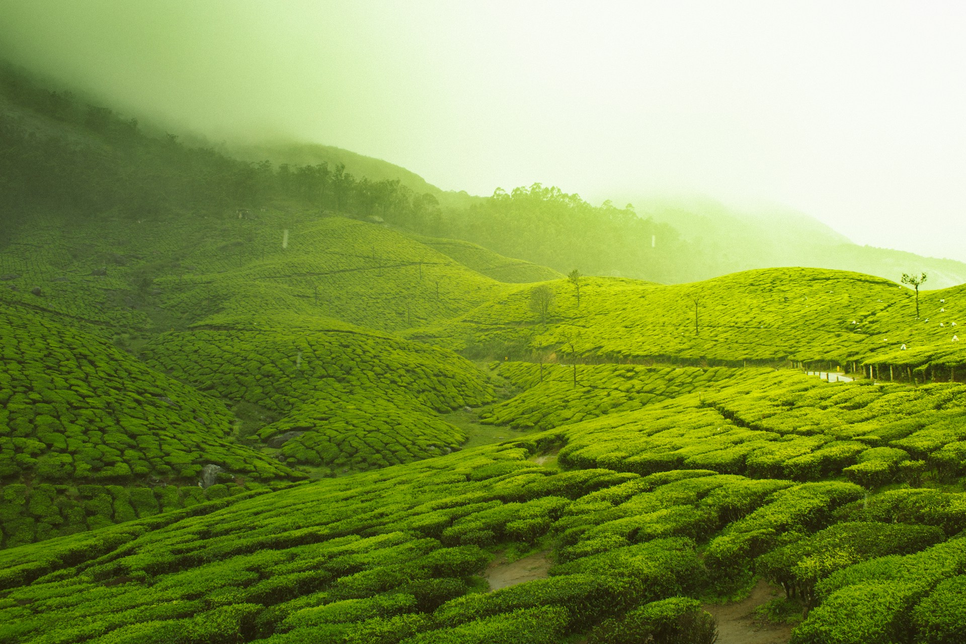 Morocco’s tea imports from China continue to rise