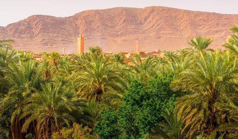 Morocco anticipates bumper date harvest of 8,000 Tons for 2023-2024 in Figuig oases