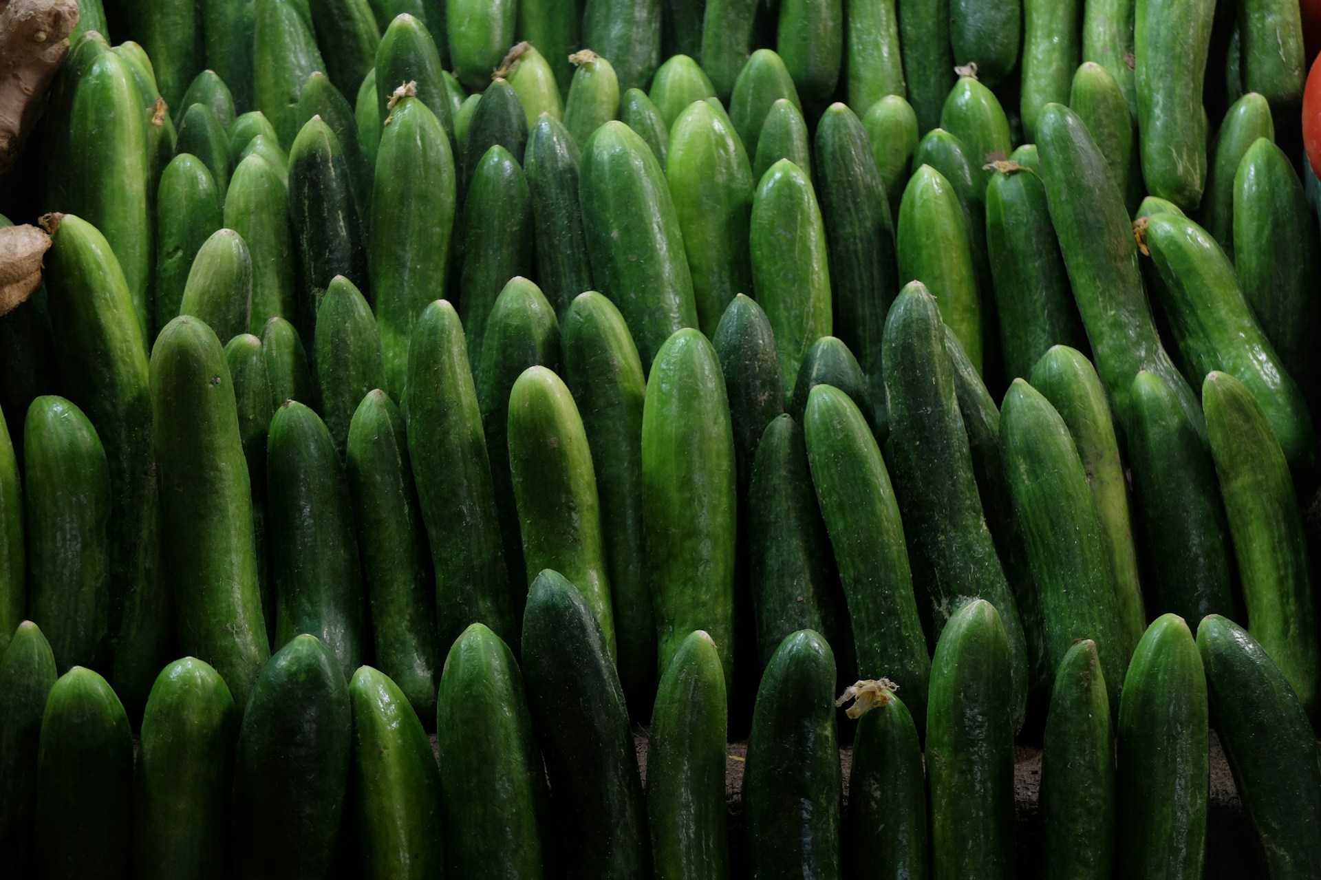 Morocco dominates Spanish cucumber imports with $17.5 million in sales