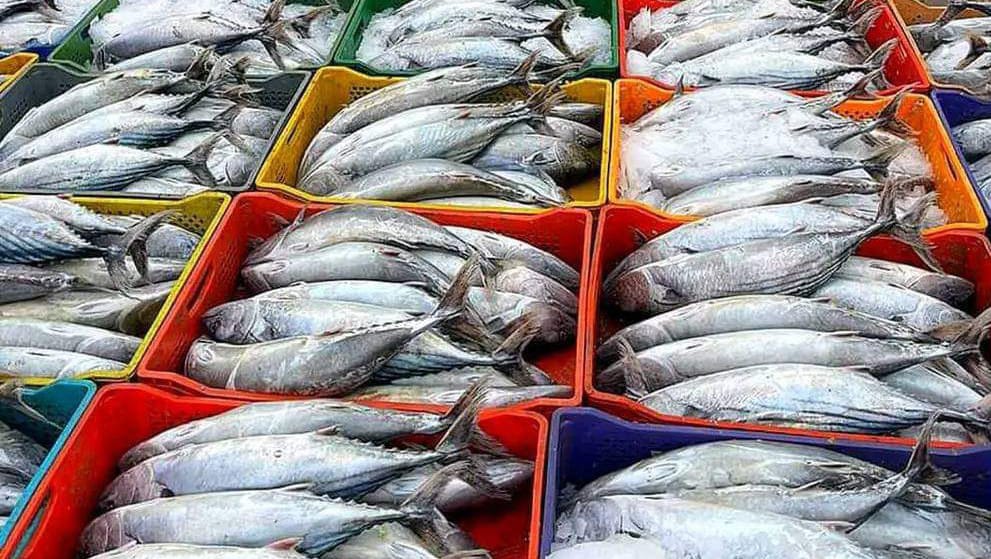 Morocco’s fishing sector achieves record growth in 2024