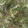 Sharp decline in olive production in Morocco amid severe drought