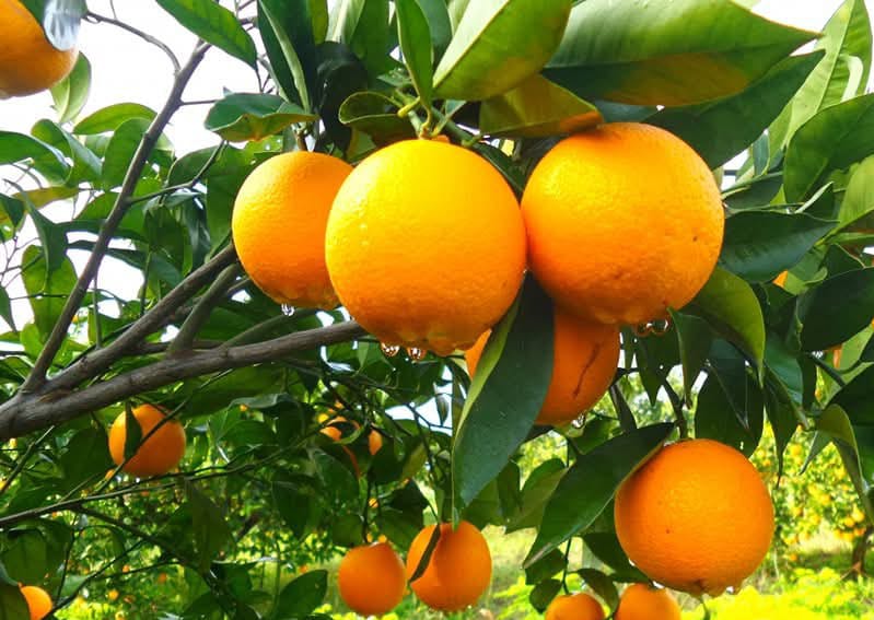 Morocco’s orange juice exports surge to record levels in 2024