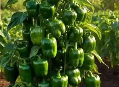 Cold wave impacts pepper production in Morocco amid viral outbreaks