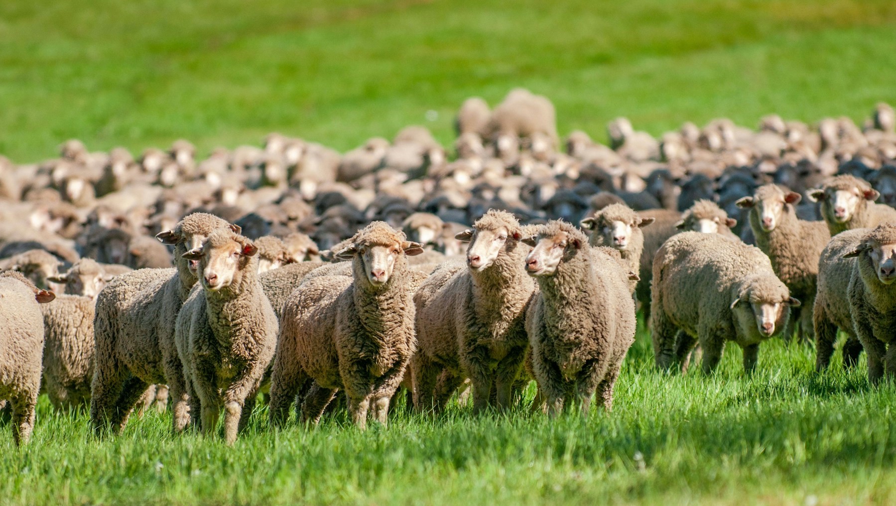 Morocco turns to Australian livestock market to bolster local supply amid ongoing drought