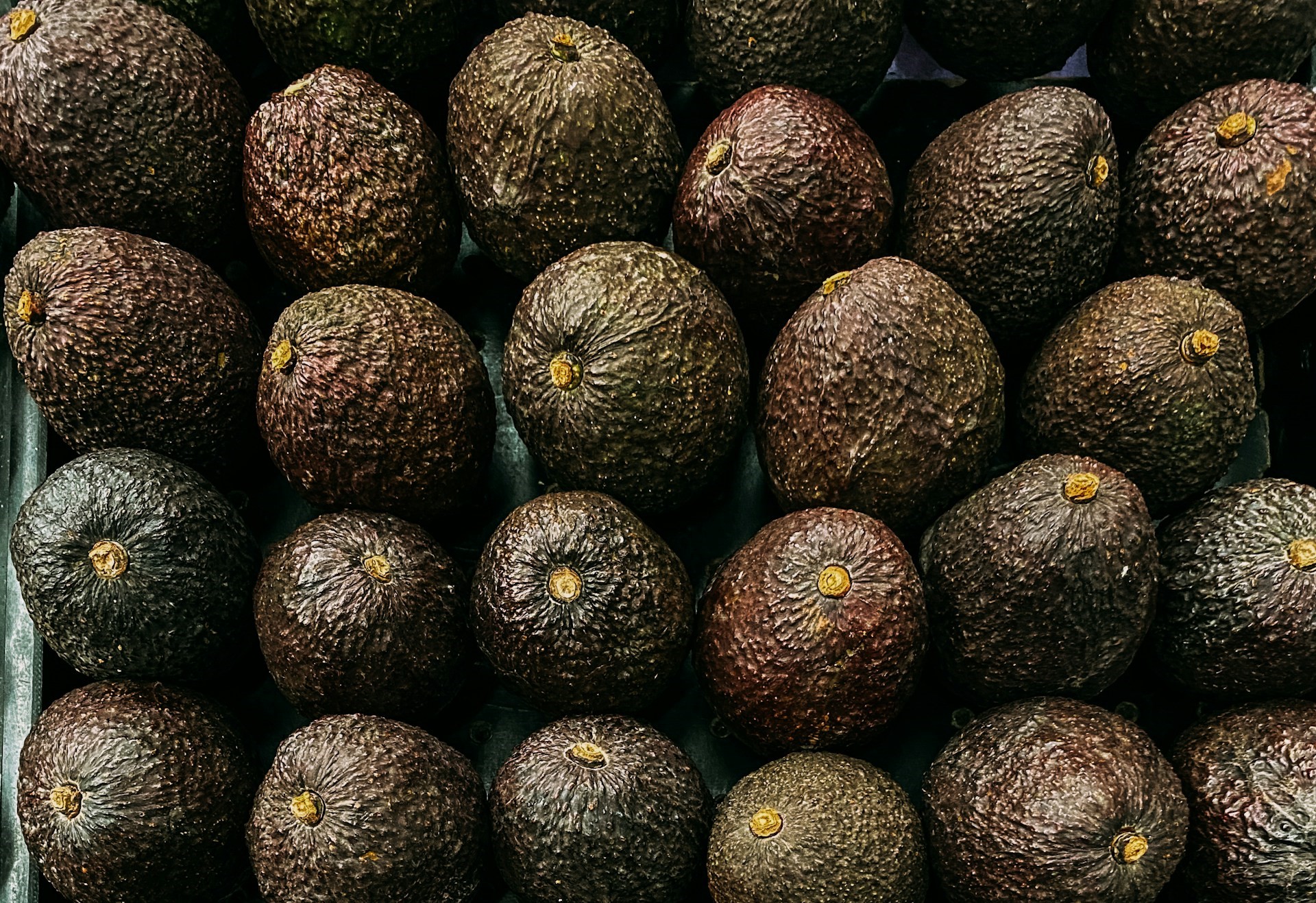 Morocco strengthens its position in global markets: Record Avocado exports and growing vegetable trade with the UK