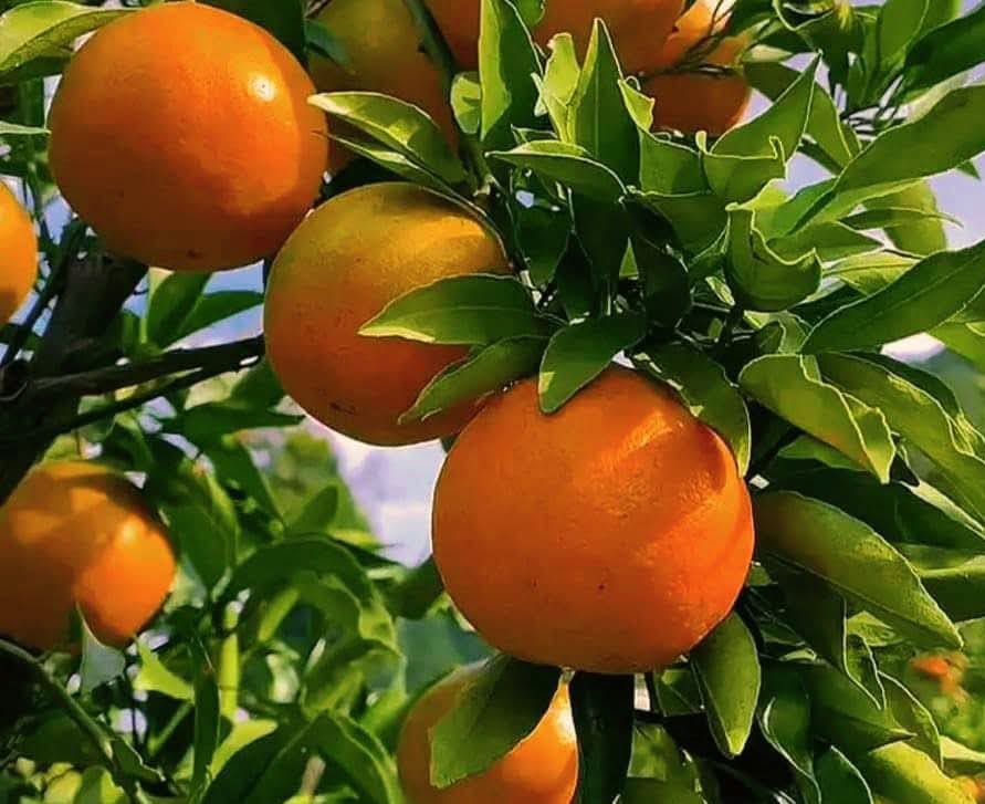 Moroccan orange exports to the U.S. hit record high in 2024