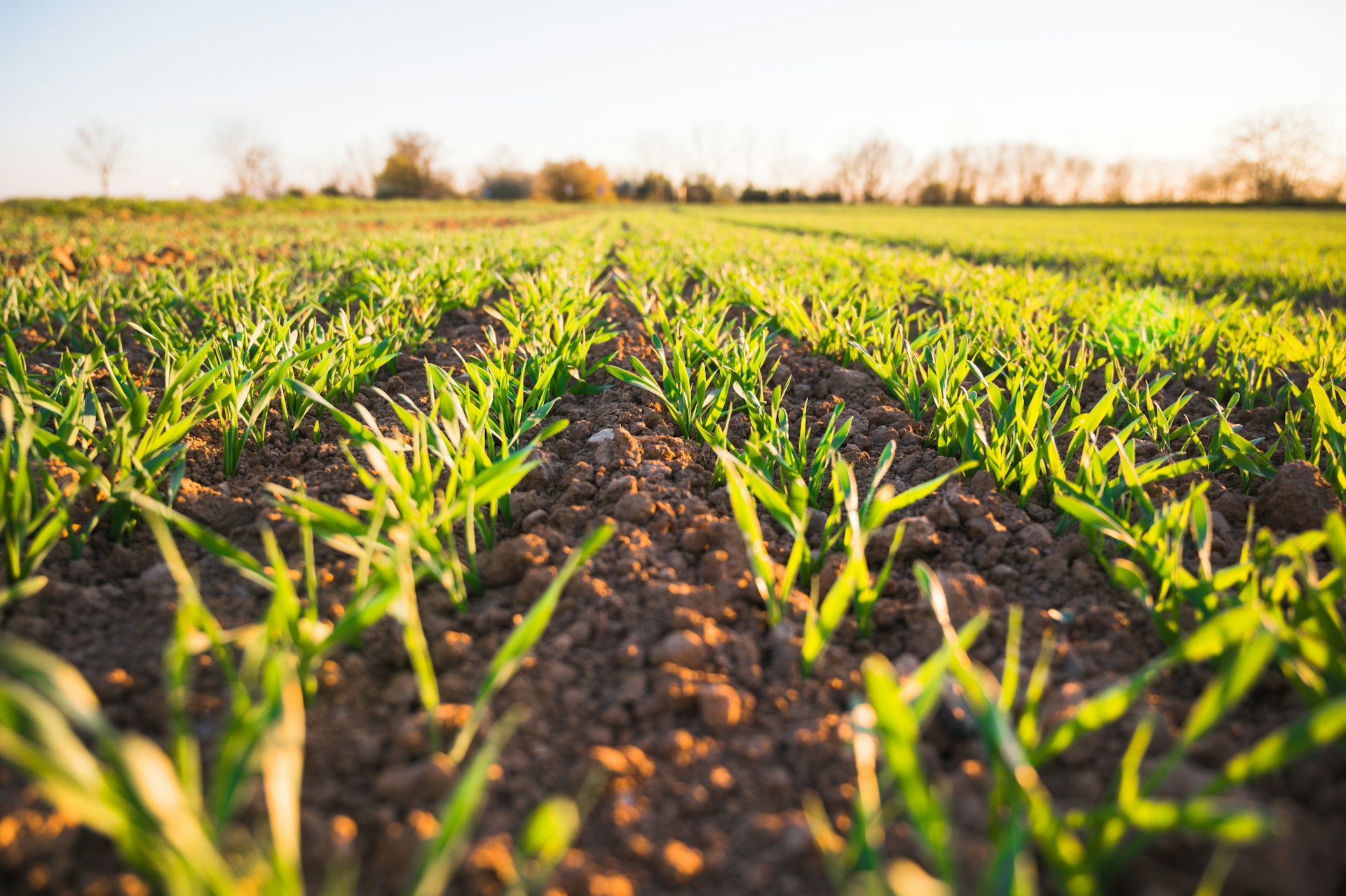 Morocco leads regenerative agriculture revolution in Africa, boosting yields and sustainability