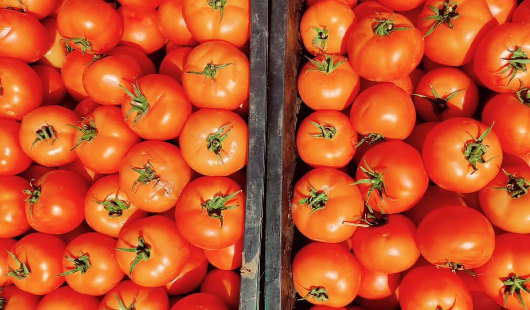 Morocco’s tomato production surge: A key player in the global market