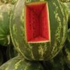 Drought threatens Moroccan watermelon production and exports in 2024