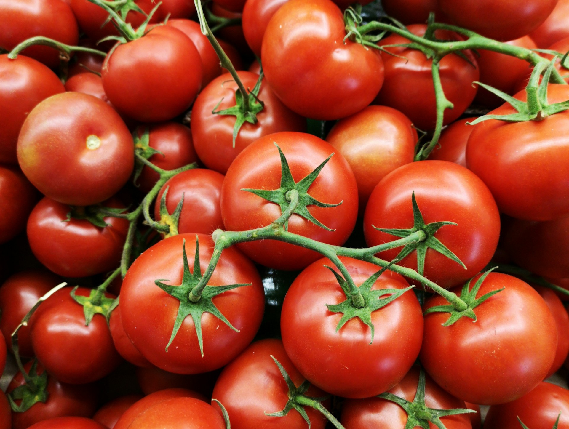 Moroccan tomatoes make significant strides in the European market