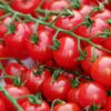 Moroccan tomato exports see strong growth amid rising global demand