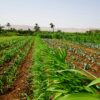 Morocco revises agricultural policy to tackle escalating water crisis