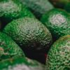 Morocco’s avocado boom faces harsh market reality after record season