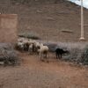 Moroccan government intensifies support for small and medium-sized farmers amid ongoing drought