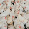 Morocco suspends poultry imports from Brazil amid avian flu concerns